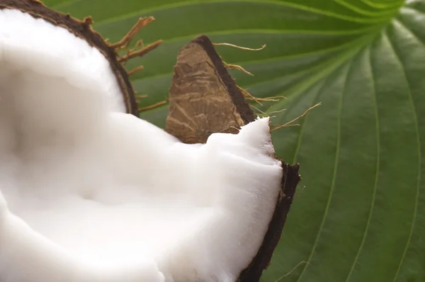 Offene Kokosnuss und grünes Blatt. exotisch — Stockfoto
