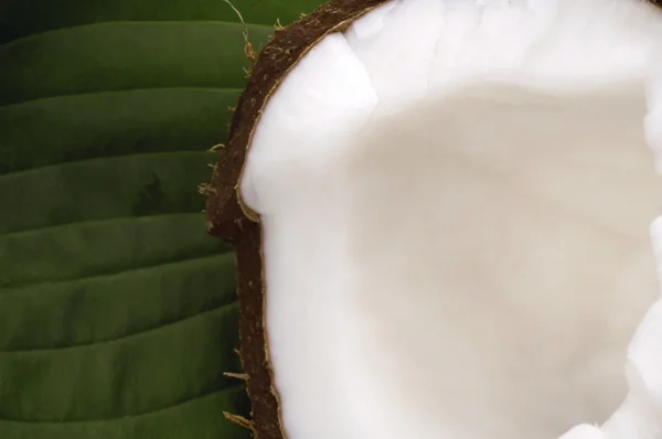 Відкритий кокос і зелений лист. екзотичні — стокове фото