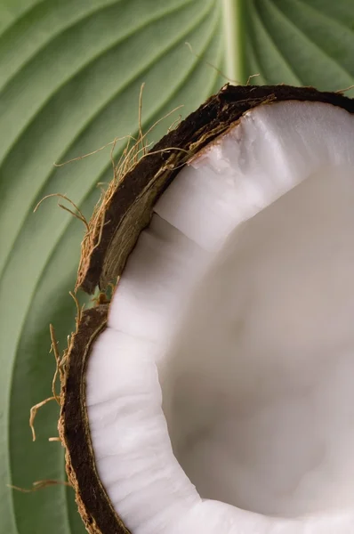 Offene Kokosnuss und grünes Blatt. exotisch — Stockfoto