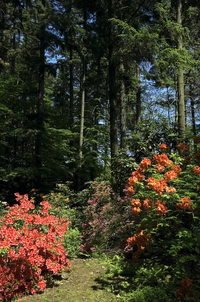 여름 경치입니다. 숲과 꽃 — 스톡 사진