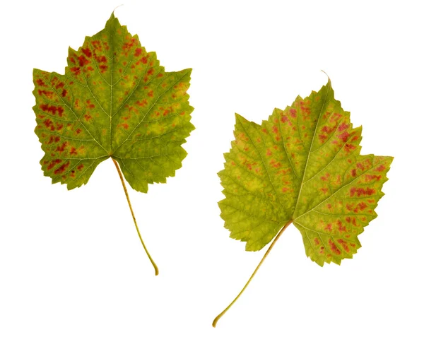 stock image Wine. one leaf - two sides