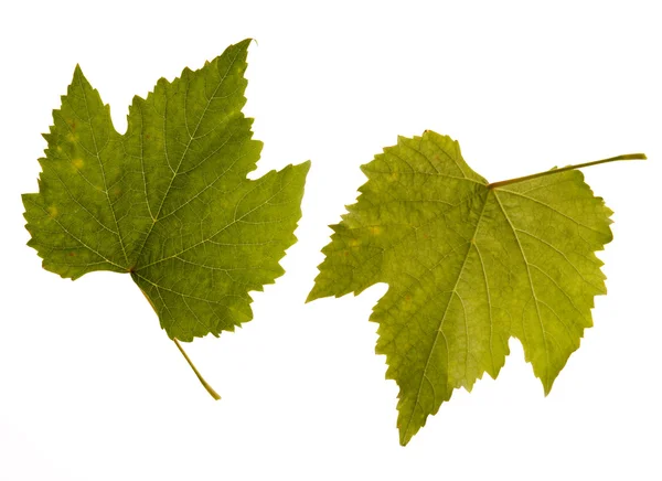 Wijn. een leaf - twee kanten — Stockfoto