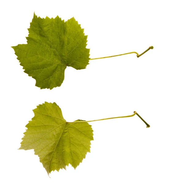 Wine. one leaf - two sides — Stock Photo, Image