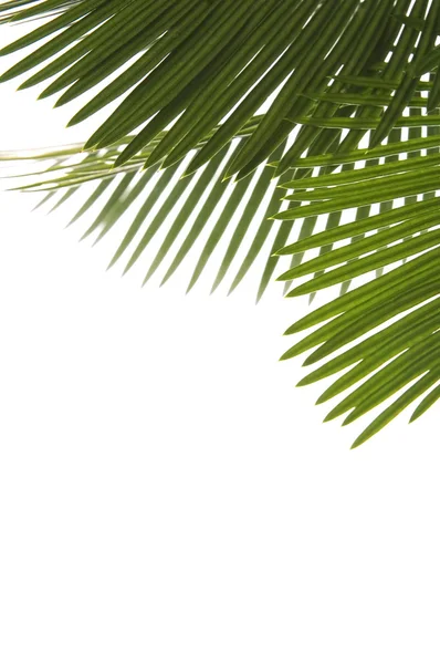 stock image Palm leaves