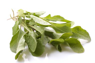 taze rucola