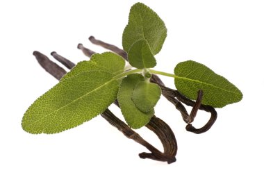 Fresh sage and vanilla beans clipart