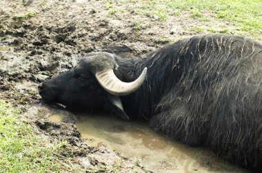 vahşi bir hayvan. Safari