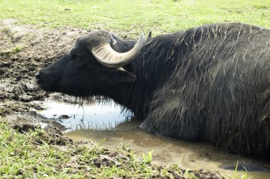 vahşi bir hayvan. Safari