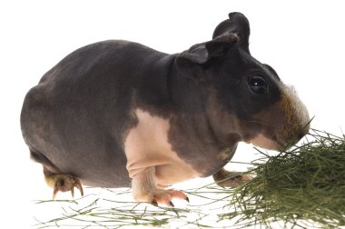 Skinny guinea pig on white background clipart