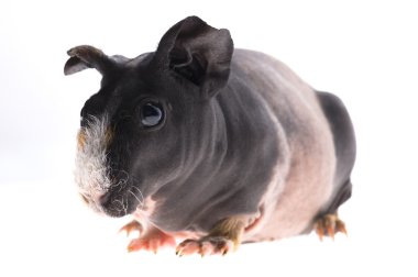 Skinny guinea pig on white background clipart