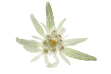 Edelweiss.