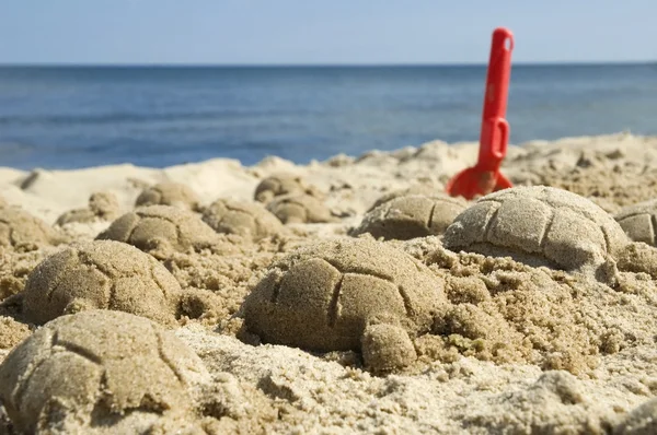 Sand sköldpaddor — Stockfoto
