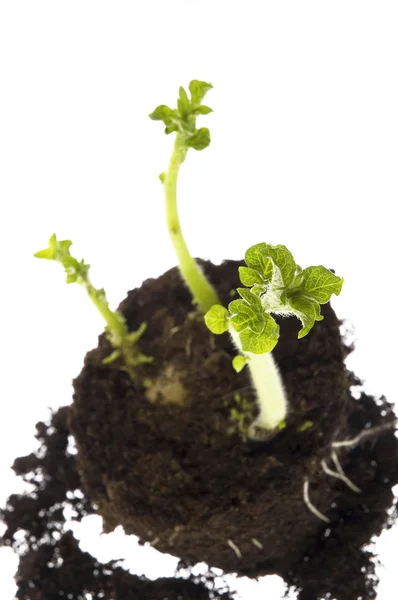 Pěstování brambor. Baby rostlina — Stock fotografie