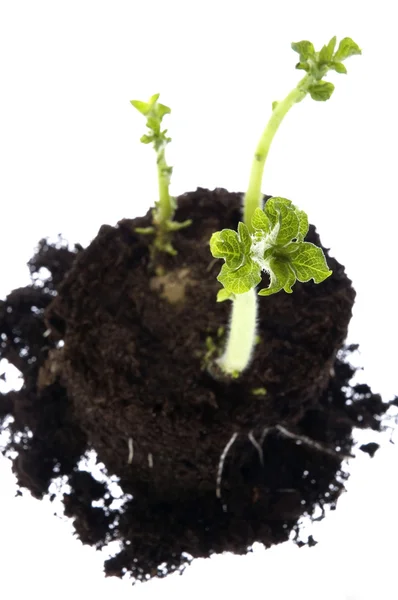 Uprawy ziemniaków. dziecko roślin — Zdjęcie stockowe