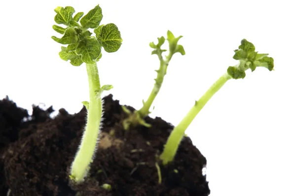 A cultivar batata. planta do bebê — Fotografia de Stock