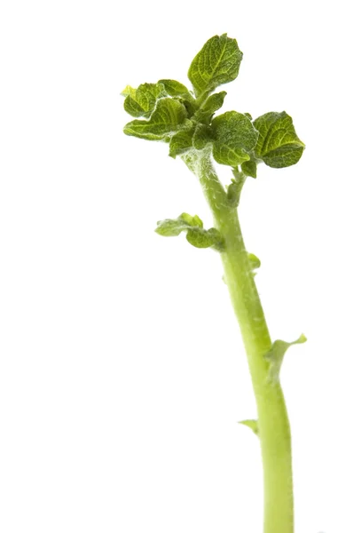 A cultivar batata. planta do bebê — Fotografia de Stock
