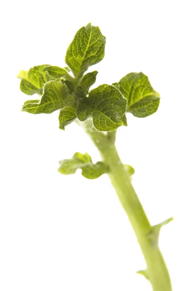 Groeiende aardappel. baby plant — Stockfoto