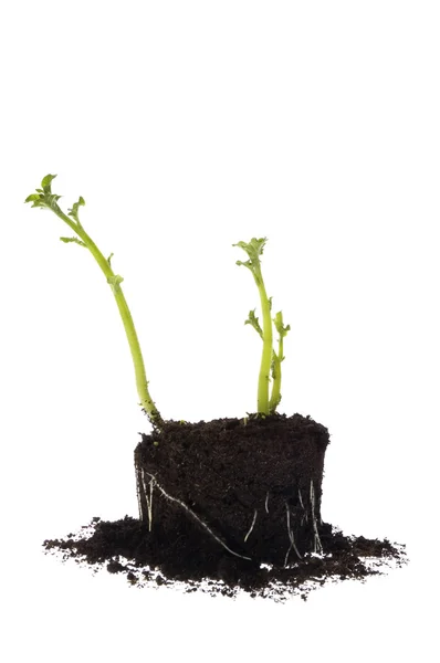 Egyre nagyobb burgonya. baba növény — Stock Fotó