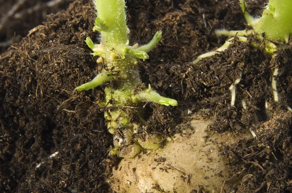 stock image Growing potato. baby plant