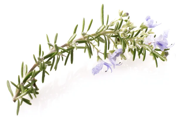 Rosemary with flowers — Stock Photo, Image