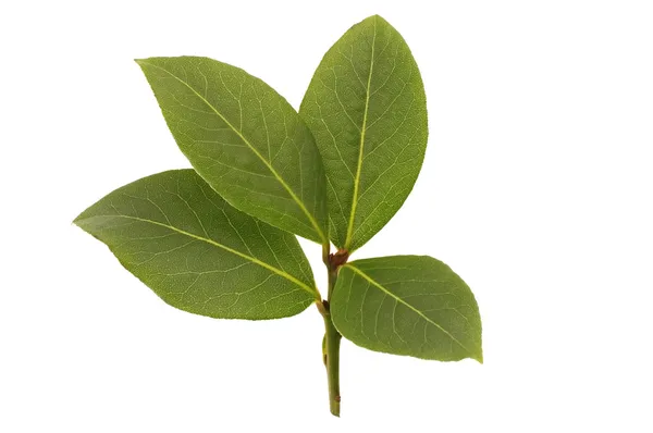 Fresh bay leaf — Stock Photo, Image
