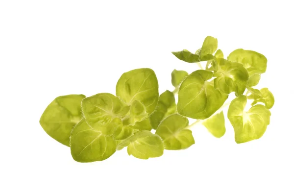 Fresh oregano — Stock Photo, Image