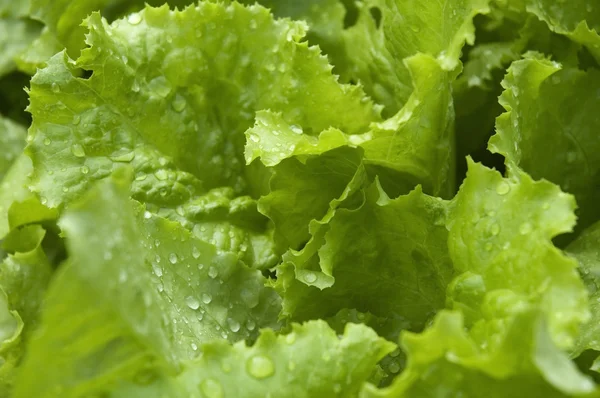 stock image Growing lettuce