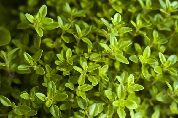 Growing herbs — Stock Photo, Image