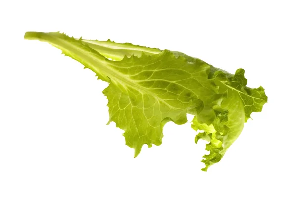 Fresh vegetables - green leaf lettuce — Stock Photo, Image