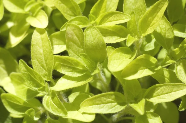 Fresh herbs. oregano — Stock Photo, Image