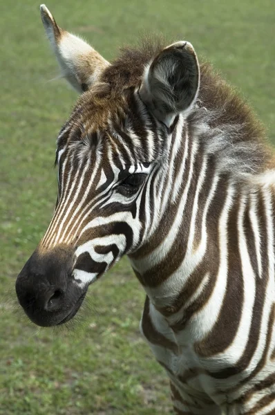 Zebra. zvíře — Stock fotografie