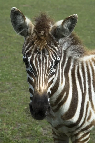 Zebra. animal — Fotografia de Stock