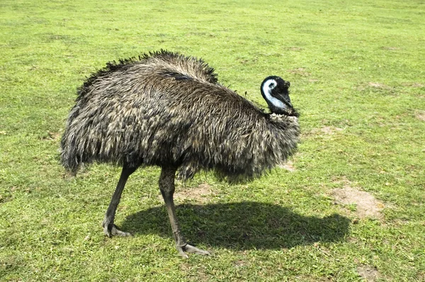 Emu. pájaro — Foto de Stock