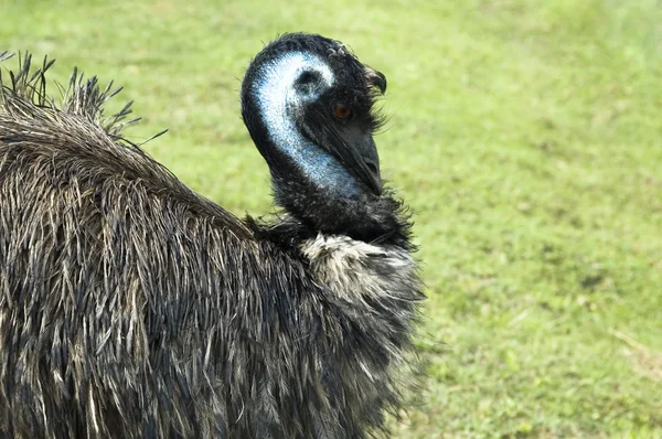 EMU. fågel — Stockfoto