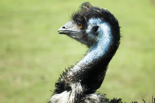 Emu. Vogel — Stockfoto