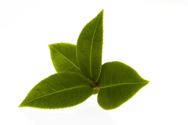 Čerstvé čaje větev izolovaných na bílém poza — Stock fotografie