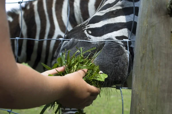 Zebra, çocuk ve yeşil çimen — Stok fotoğraf