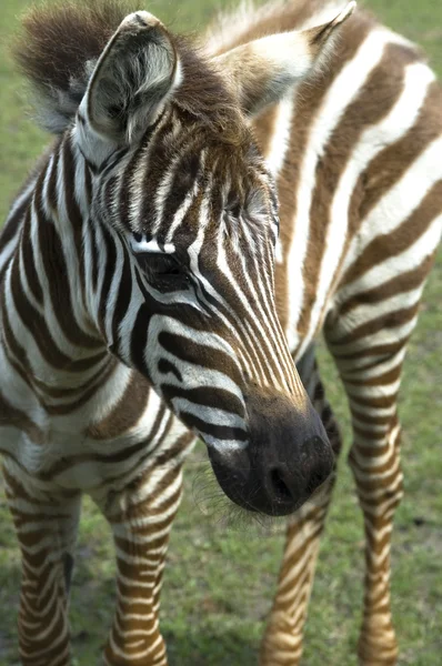 Zebra. zwierzę — Zdjęcie stockowe