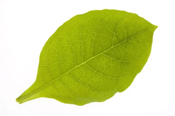 Foglia di tabacco verde isolata sul dorso bianco — Foto Stock