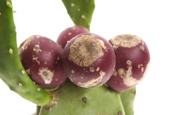 Kaktus opuncja (Opuntia ficus-indica ) — Zdjęcie stockowe
