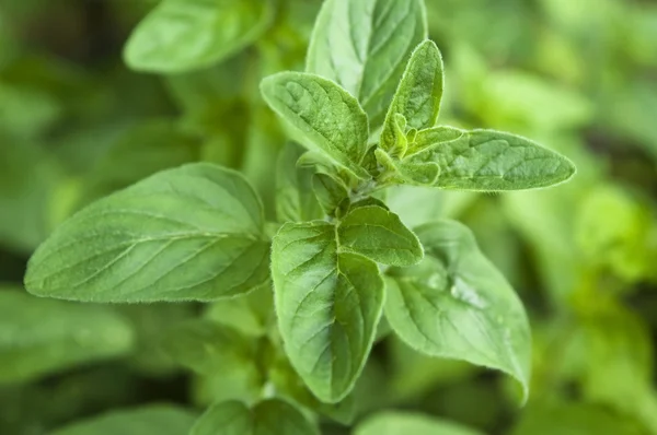 Growing herbs. mint — Stock Photo, Image