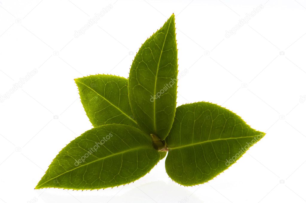 Fresh tea branch isolated on the white backgroun