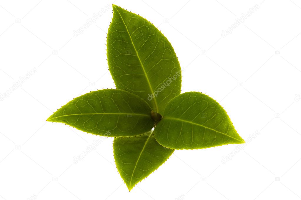 Fresh tea branch isolated on the white backgroun