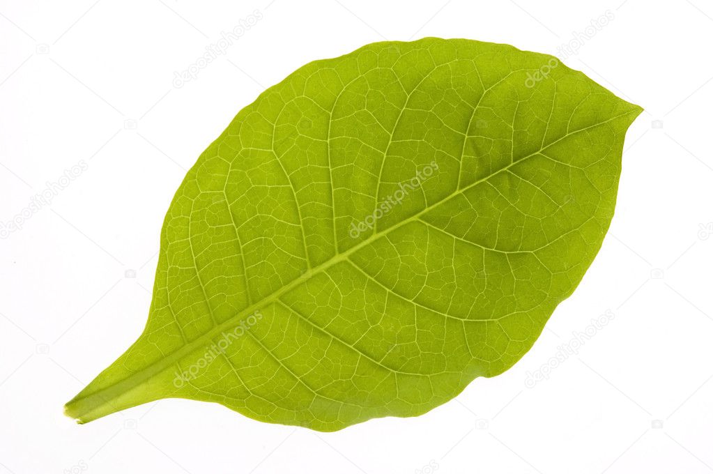 Green tobacco leaf isolated on the white backgro