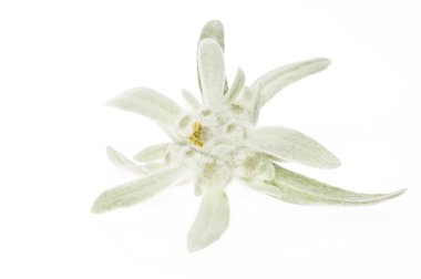 Edelweiss.