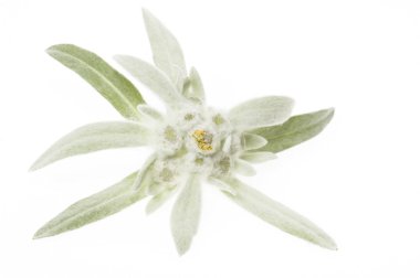 Edelweiss.