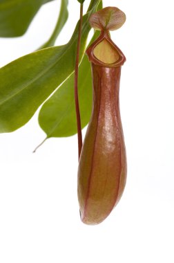 Leaves of carnivorous plant - Nepenthes clipart