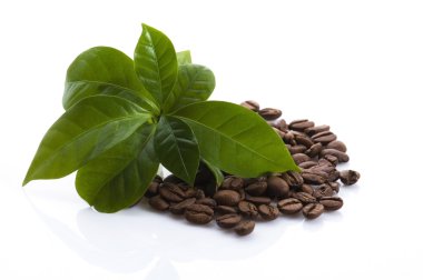 Growing coffee plant clipart