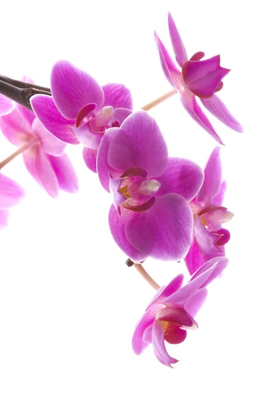 Orkidé — Stockfoto