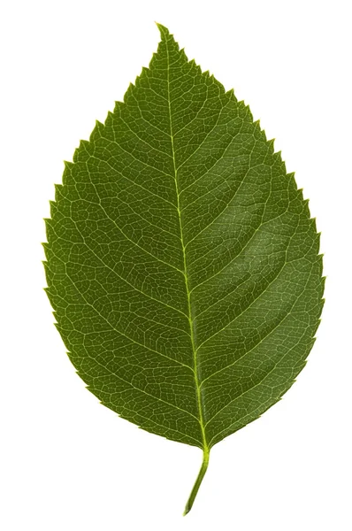 Rose leaf — Stock Photo, Image
